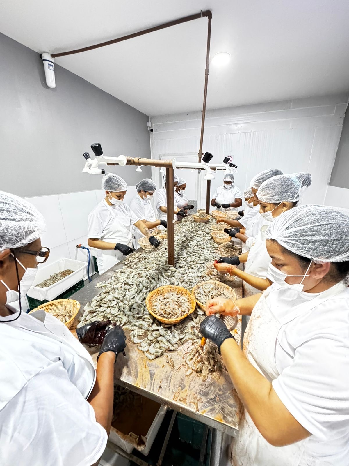 SK Pescados - Galeria