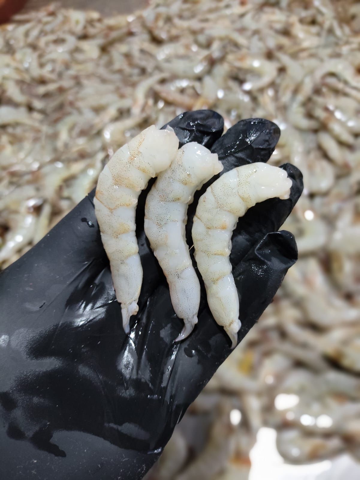 SK Pescados - Galeria