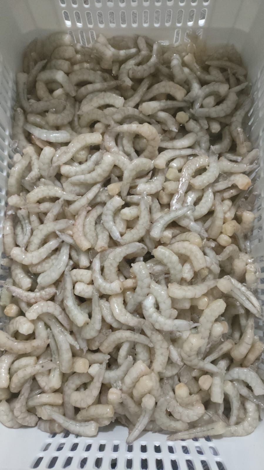 SK Pescados - Galeria