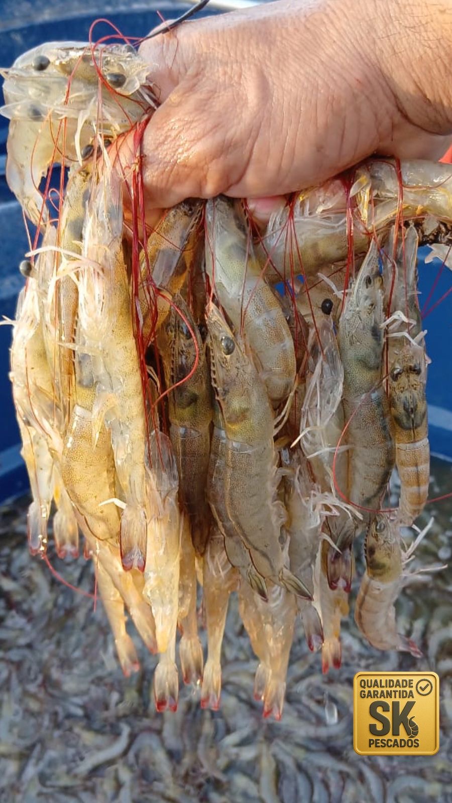 SK Pescados - Galeria